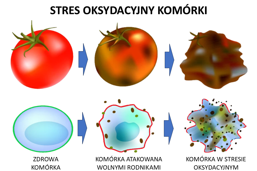 Stres oksydacyjny komórki